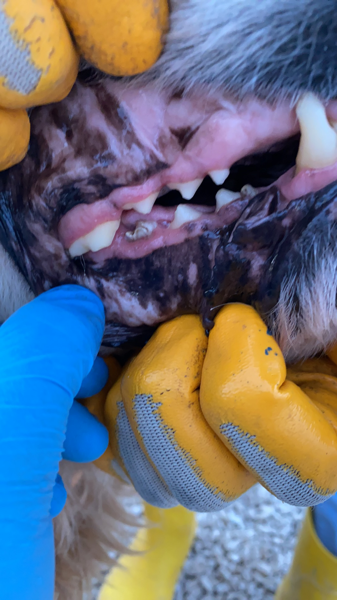 Kebob aka Bob (fka Cedar) 